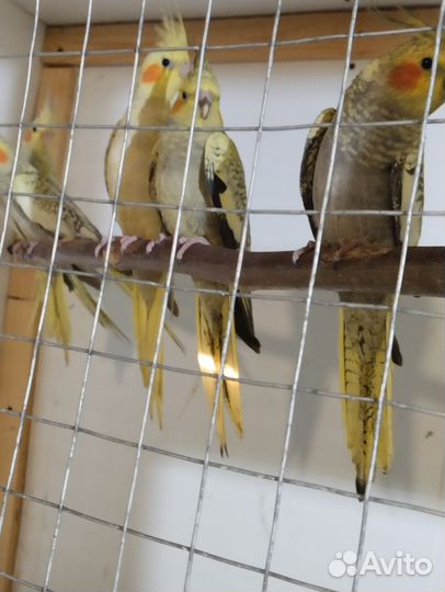 Попугаи Кореллы, возраст 2 месяца