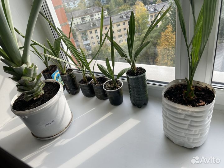 Пальмы финиковые