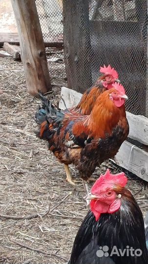 Молодые петухи