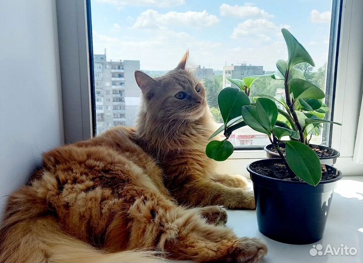 Денежное дерево, цветок любви