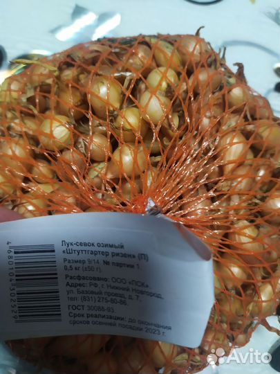 Лук севок озимый