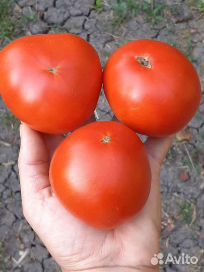 Семена низкорослых томатов для открытого грунта