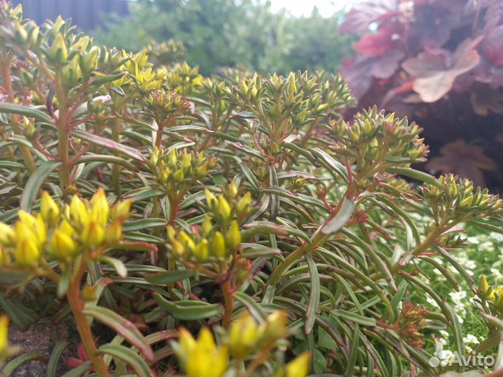 Растения для альпийской горки