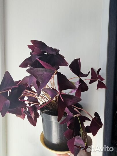 Кислица оксалис