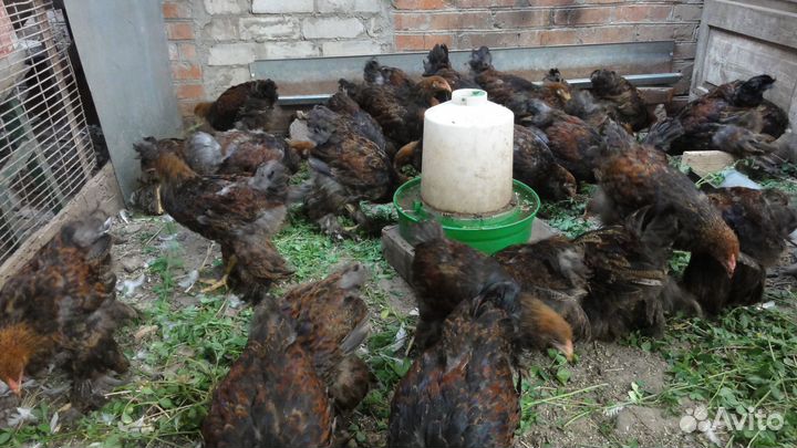 Петух брама