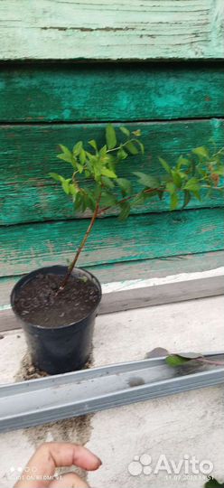 Туя, каштаны, ивы, каприфоль, спирея