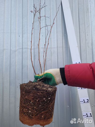 Спирея японская Энтони Ватерер