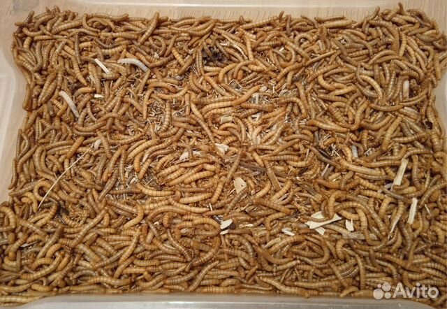 Кормовые насекомые (сверчки, зофобас и др.)