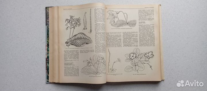 Декоративные растения открытого и закрытого грунта