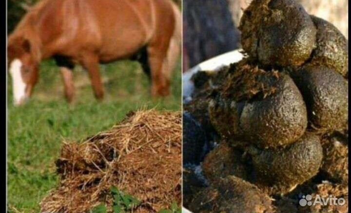 Конский навоз