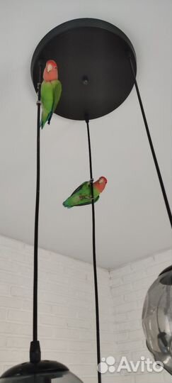 Попугаи неразлучники с клеткой