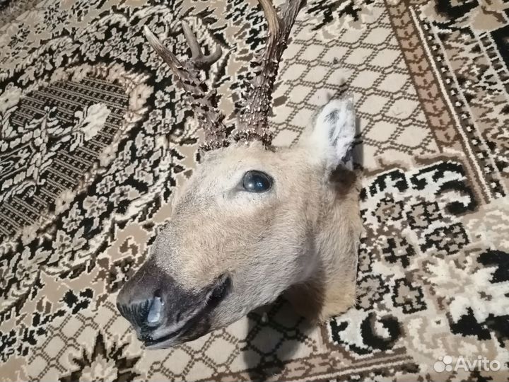 Продам чучело головы косули