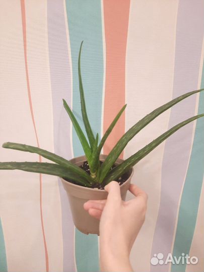 Комнатные растения редкие в наличии