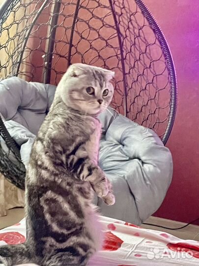 Отдам кота в добрые руки