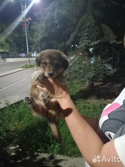 Щенок от небольшой собачки