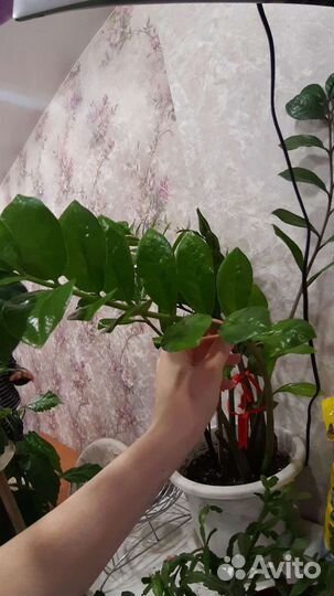 Долларовое дерево