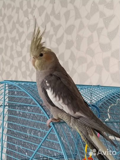 Попугай Корелла птенецы