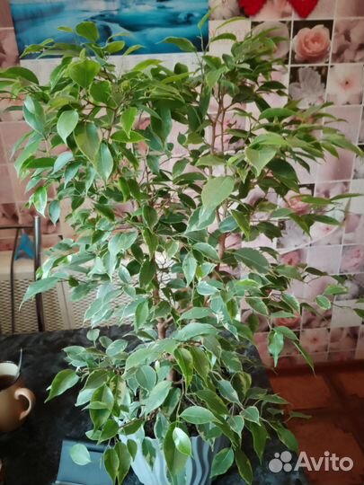 Фикус бенджамина