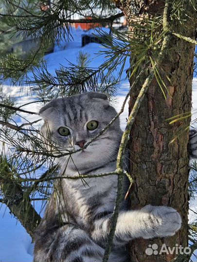 Вязка шотландский кот мрамор на серебре