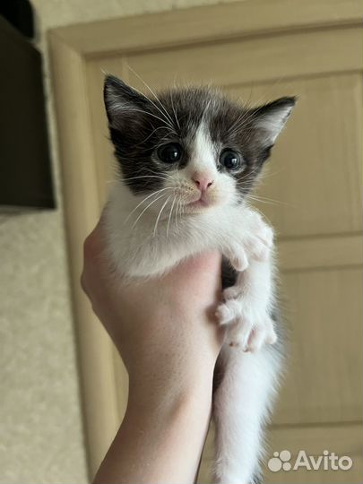 Отлам бесплатно котят