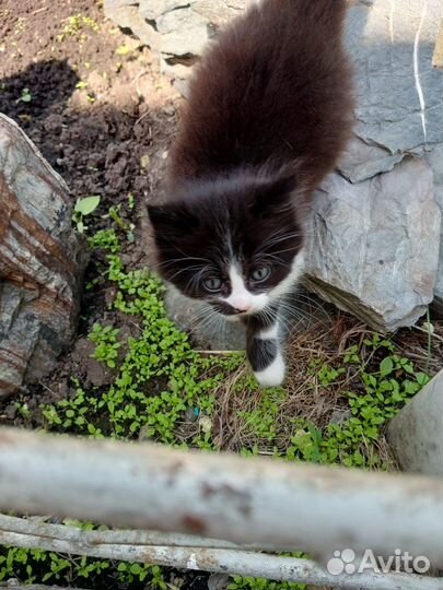 Котята сибирской кошки