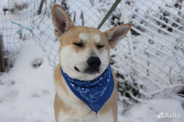 Собака в добрые руки отдам бесплатно
