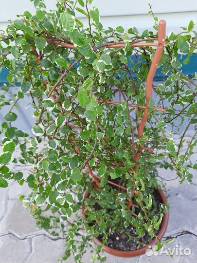 Фикус Санни