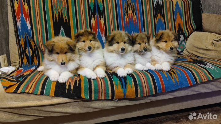 Самыая красивая мечта