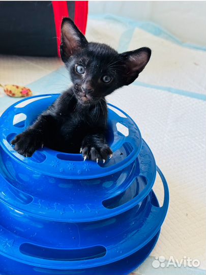 Ориентальные котята