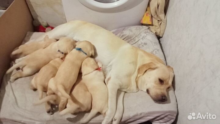Щенки лабрадора палевые