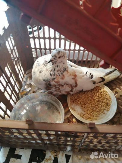 Голубь, красивенький