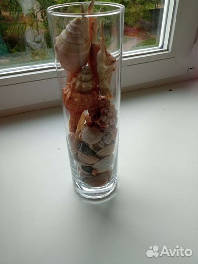 Морские ракушки раковины