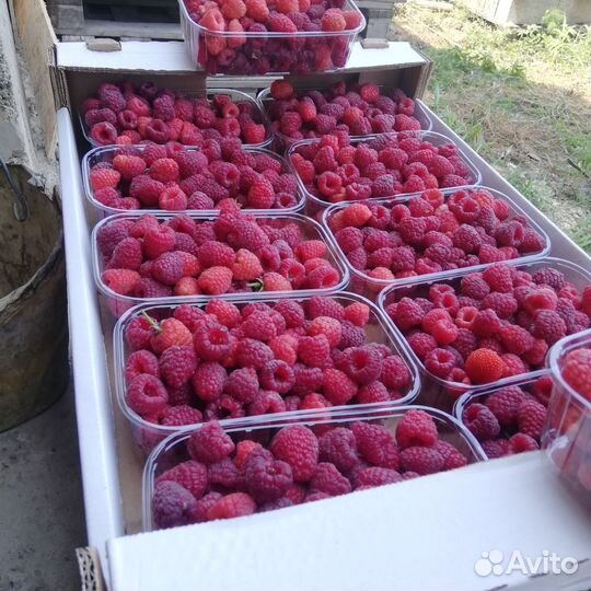 Саженцы ремонтантной малины