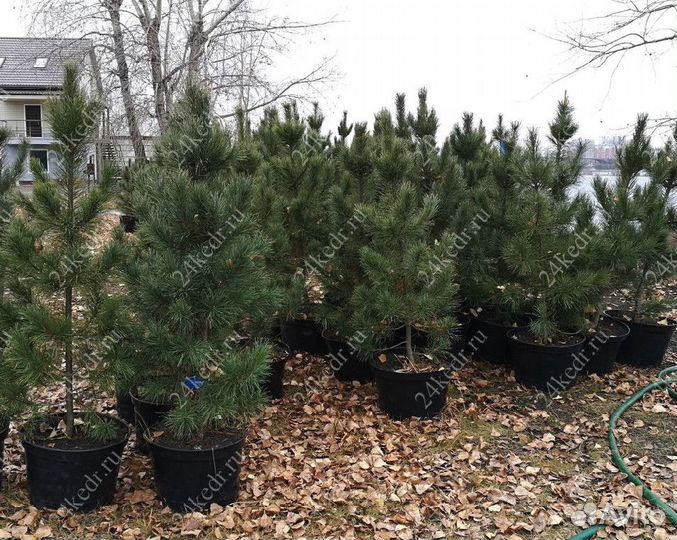 Сибирский кедр экстра класс. Саженцы