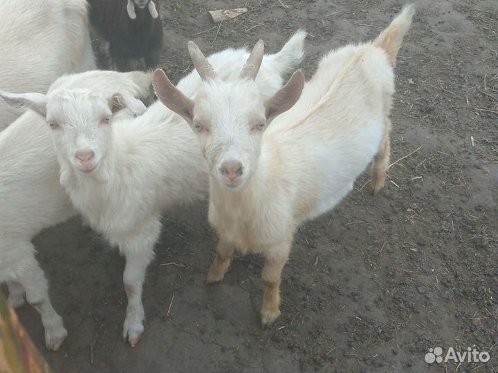 Козлята