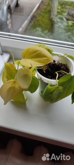 Комнатные цветы