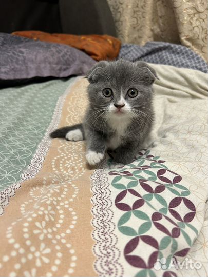 Котенок под елочку