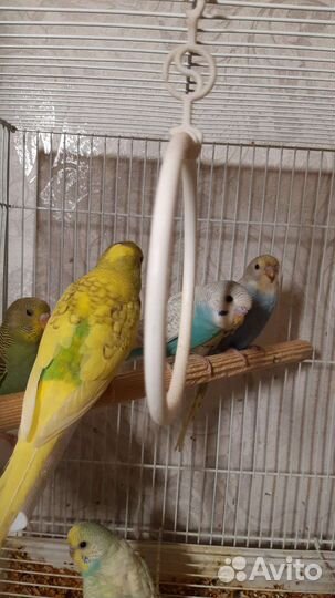 Птенцы волнистый попугай