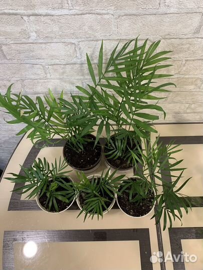 Хамедорея элеганс