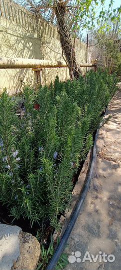 Розмарин саженцы, шалфей, тимьян