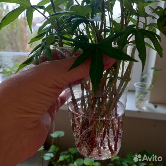 Ипомея батат