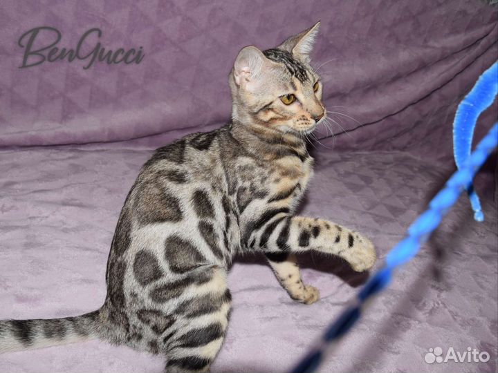 Бенгальская девочка серебро