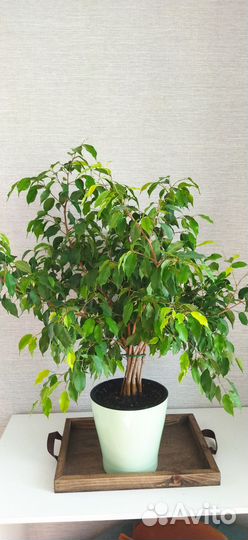 Фикус бенджамина большой