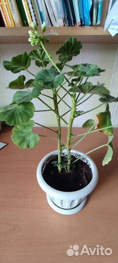 Герань белая и розовая