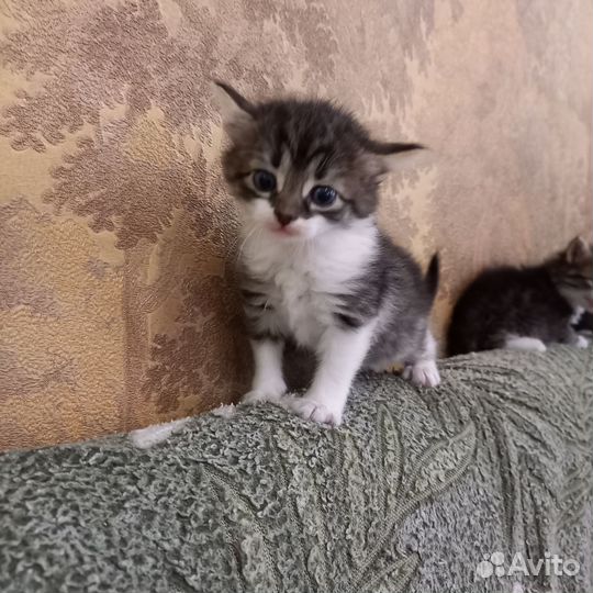 Кошки в добрые руки бесплатно