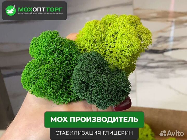 Стабилизированный мох 16 оттенков