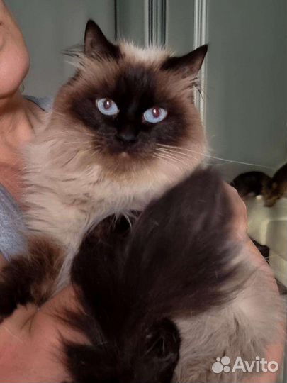 Нежная кошечка с тяжёлой судьбой ищет семью