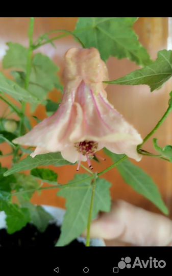 Абутилон аш Нэцкэ