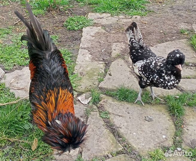 Падуан. Куры, цыплята, яйцо