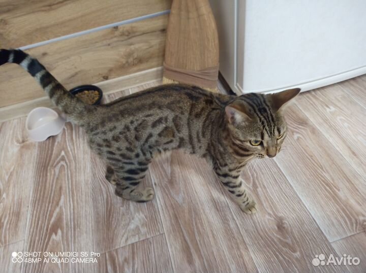 Бенгальская кошка